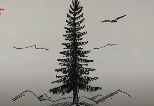 How to Draw a Fir Tree