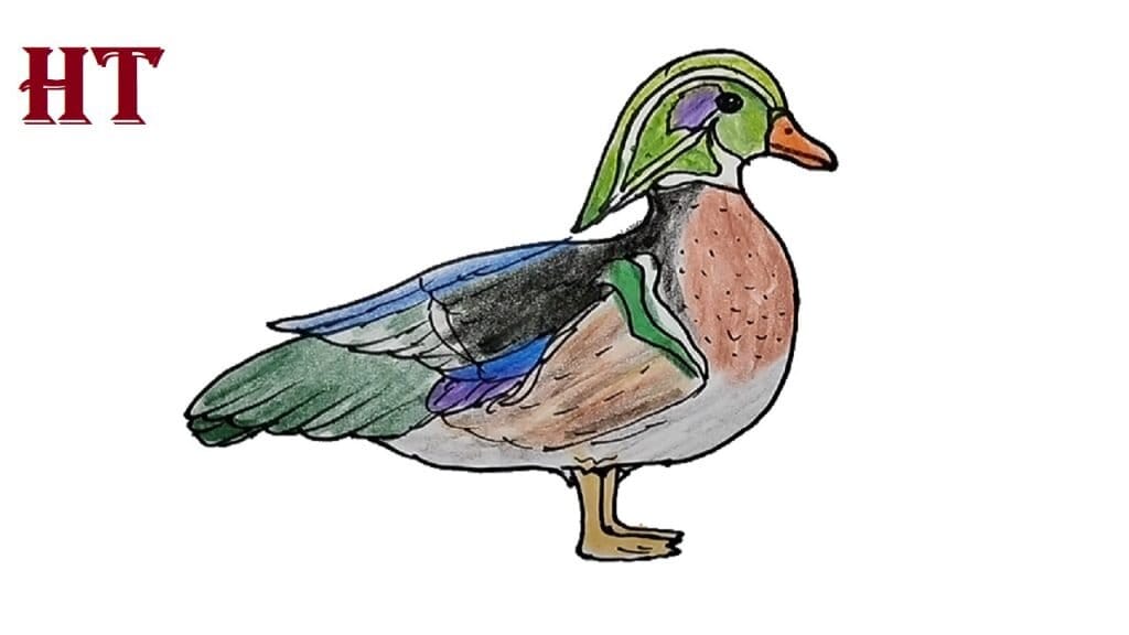 How to Draw a Wood Duck