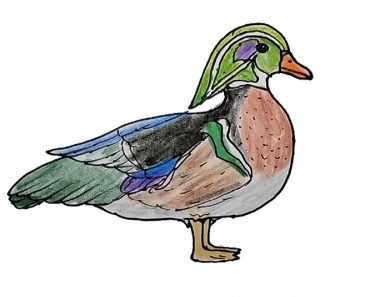 How to Draw a Wood Duck Step by Step