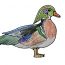 How to Draw a Wood Duck Step by Step