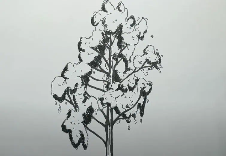 How to Draw an Eucalyptus Tree