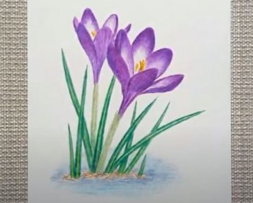 How to draw Crocus Flower Step by Step