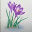 How to draw Crocus Flower Step by Step