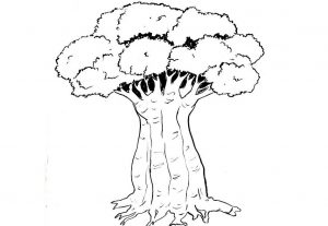 How to draw a Baobab Tree