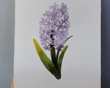 How to draw a Hyacinth Step by Step