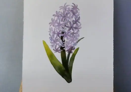 How to draw a Hyacinth