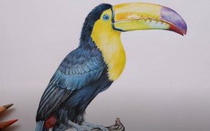 How to draw a Toucan with Color Pencils