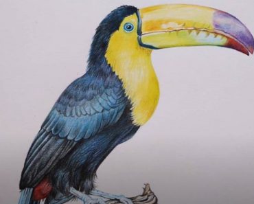 How to draw a Realistic Toucan with Color Pencils