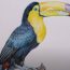 How to draw a Realistic Toucan with Color Pencils