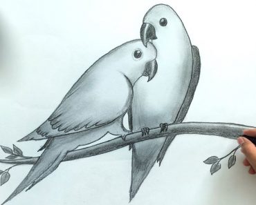 How to draw love birds Step by Step