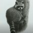 Raccoon Drawing with Pencil Step by Step