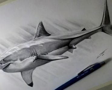 Realistic Shark Drawing with Pencil