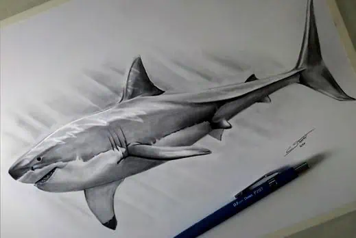 Realistic Shark Drawing with Pencil