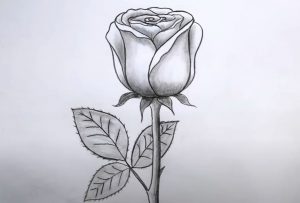 Rose Drawing Step by Step