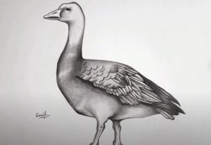 Snow Goose Drawing