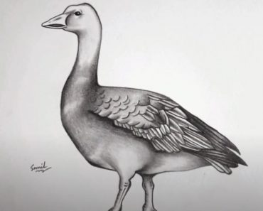 Snow Goose Drawing Step by Step