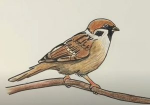 Sparrow Drawing