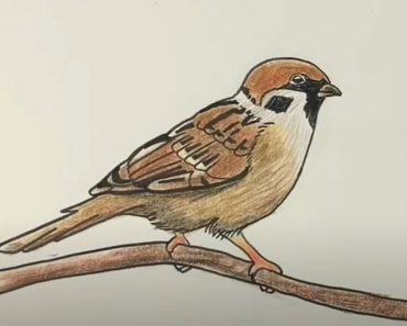 Sparrow Drawing Step by Step Tutorial