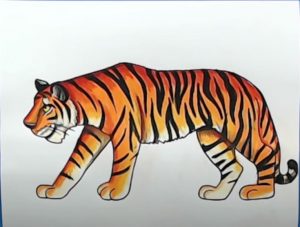 Tiger Drawing 