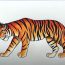 Tiger Drawing Step by Step Tutorial