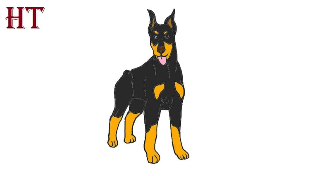 how to draw a doberman