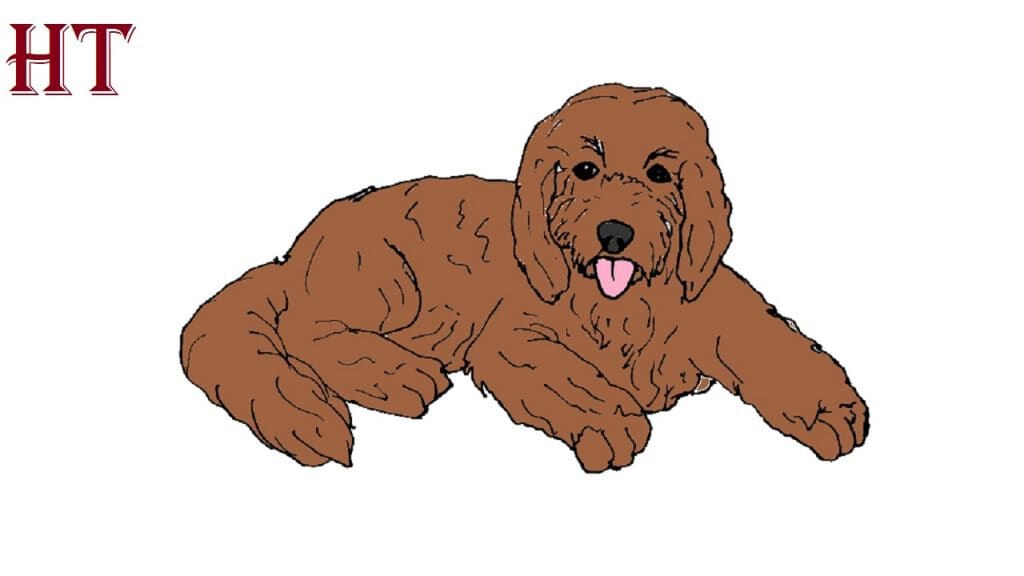 how to draw a goldendoodle