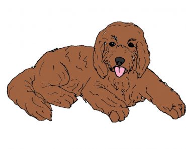 How to draw a Goldendoodle Dog Step by Step