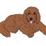 How to draw a Goldendoodle Dog Step by Step
