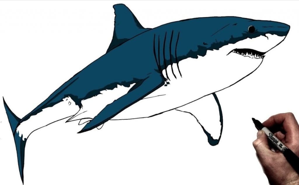 Great White Shark Drawing