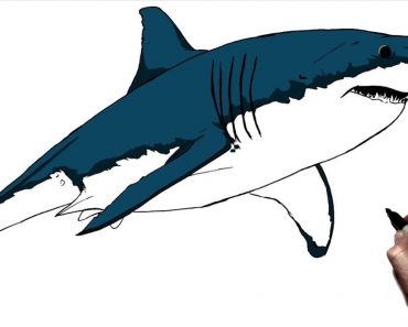 Great White Shark Drawing Step by Step