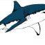 Great White Shark Drawing Step by Step