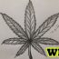 How To Draw A Pot Leaf Step by Step