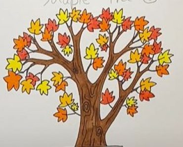 How to Draw a Maple Tree Step by Step