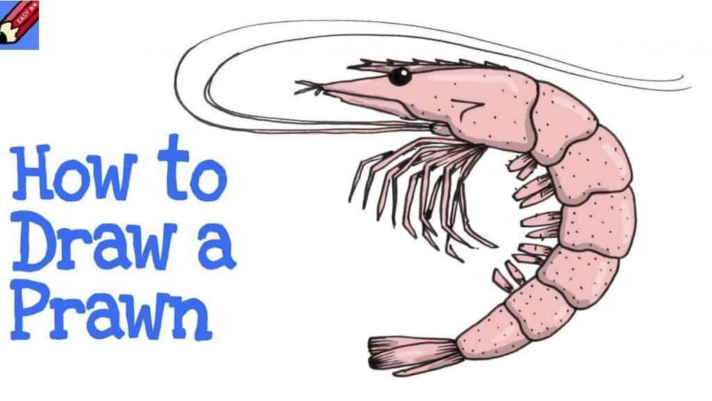 How to Draw a Prawn