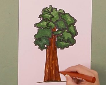 How to Draw a Redwood Tree Step by Step