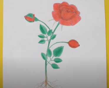 How to Draw a Rose Plant Step by Step