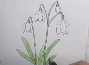 How to Draw a Snowdrop Flower