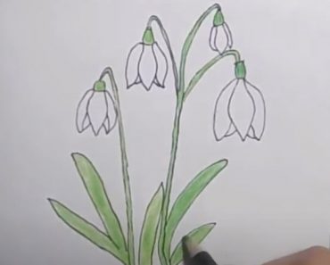How to Draw a Snowdrop Flower Step by Step