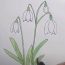 How to Draw a Snowdrop Flower Step by Step