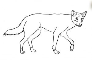How to draw A Dingo