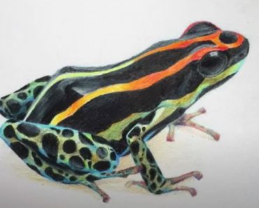 How to draw a Poison Dart Frog Step by Step