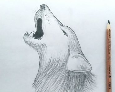 Howling Wolf Drawing Step by Step