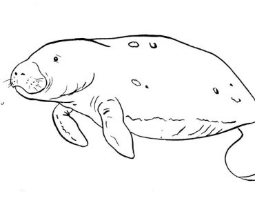 Manatee Drawing Easy Step by Step