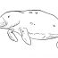 Manatee Drawing Easy Step by Step