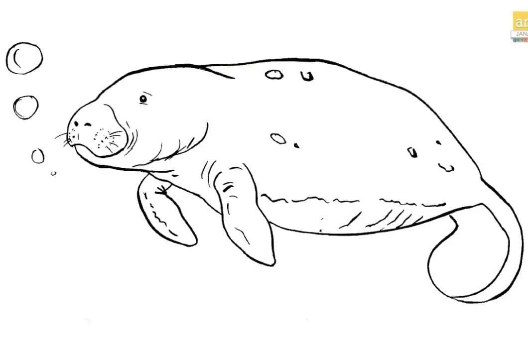 Manatee Drawing