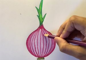 Onion Drawing