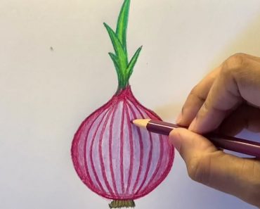 Onion Drawing Step by Step Tutorial