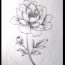 Peony Flower Drawing Step by Step