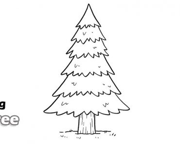 Pine Tree Drawing Step by Step