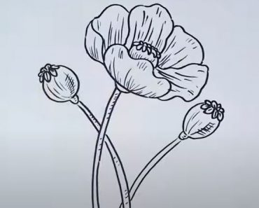 Poppy Flower Drawing Step by Step